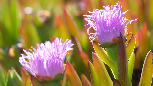 Close up of ice plant flower. 