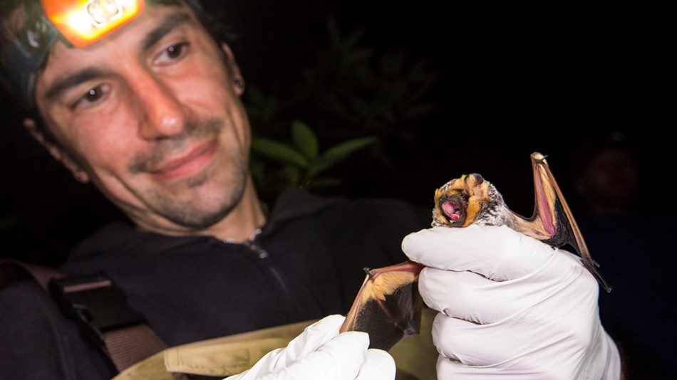 Biologist holding a hoary bat