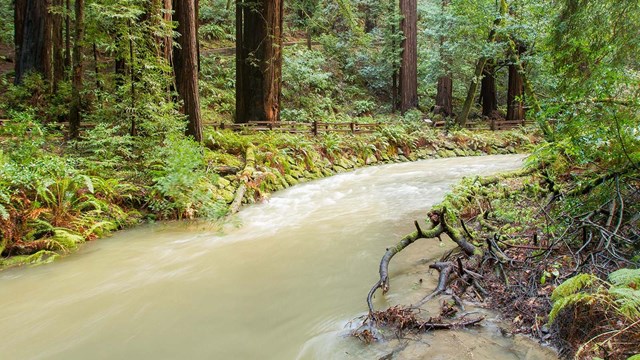 Stream flows through Muir Woods.