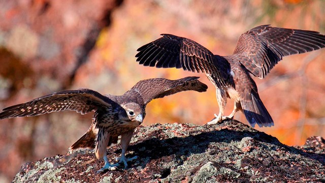 Prairie falcon fledglings on rock.