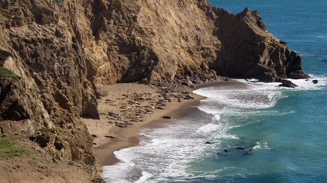 Waves encroaching on an elephant seal colony at Point Reyes