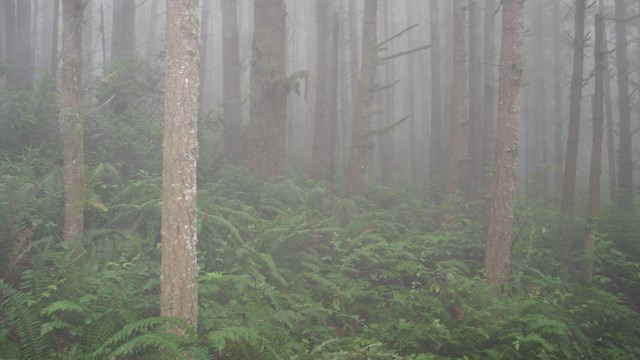 Fog-filled forest