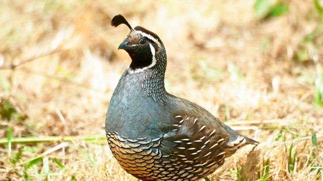 California quail