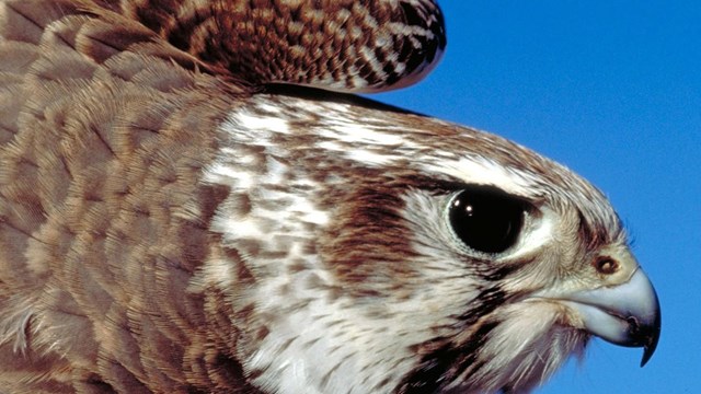 Close up of prairie falcon
