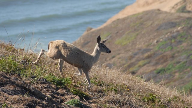 Deer bounding down a coastal hillside