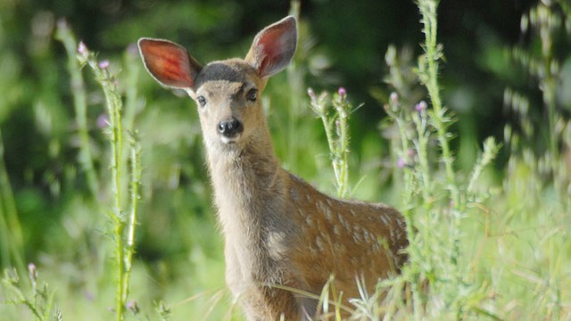 A black-tailed deer fawn