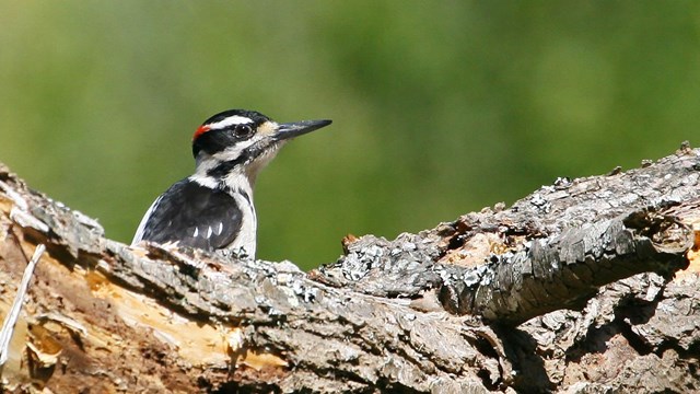 Hairy woodpecker on a large tree branch