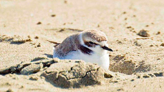 Snowy plovers in the sand.