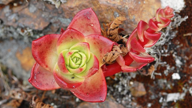 Live-forever growing among rocks and moss