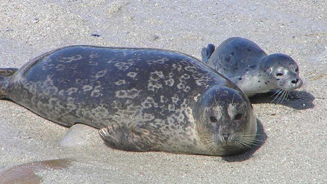 Mother harbor seal with pup.