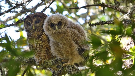 Adult northern spotted owl and fledgling perched on branch.