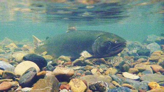 An adult female coho salmon in Redwood Creek