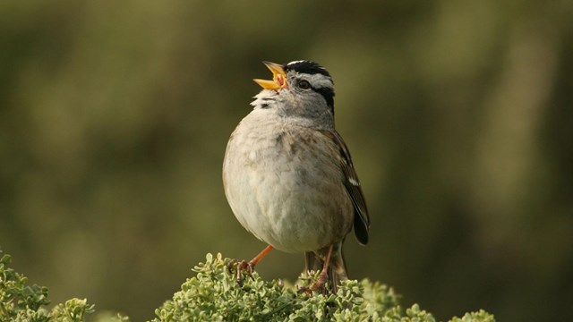 White-crowned sparrow on branch.