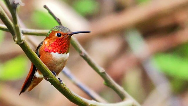 Rufous Hummingbird on branch.