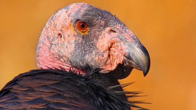 Profile of a California condor's featherless head