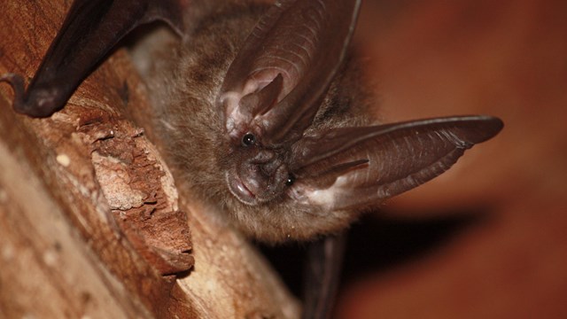 Looking up into the face of a Townsends big-eared bat