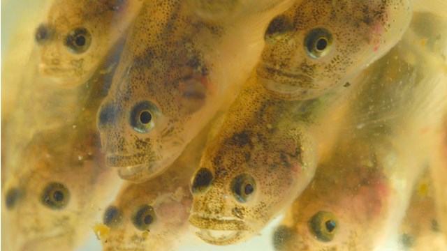 School of tidewater gobies.