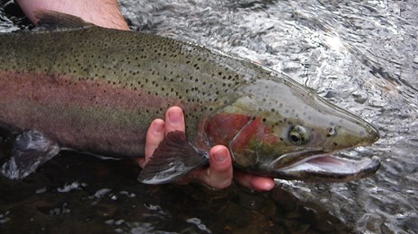 Adult steelhead trout held just above the water