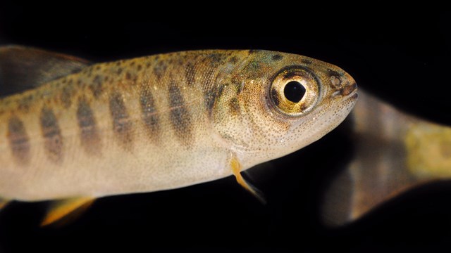 Juvenile coho salmon photographed against a black background