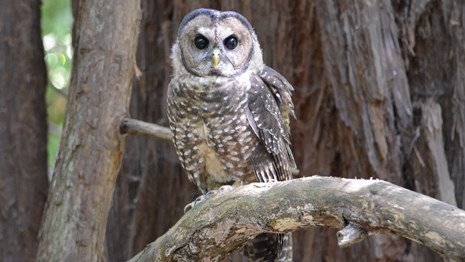 Adult northern spotted owl on a branch