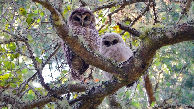 Northern spotted owl adult with fledgling