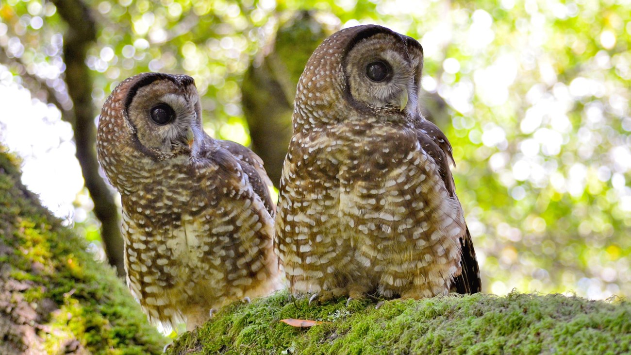 Two adult northern spotted owls looking to the side at the same time