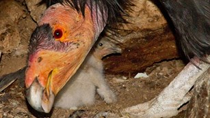 Close up of California condor and chick.