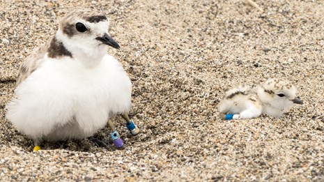 Western snowy plover parent brooding one chick as another chick looks on