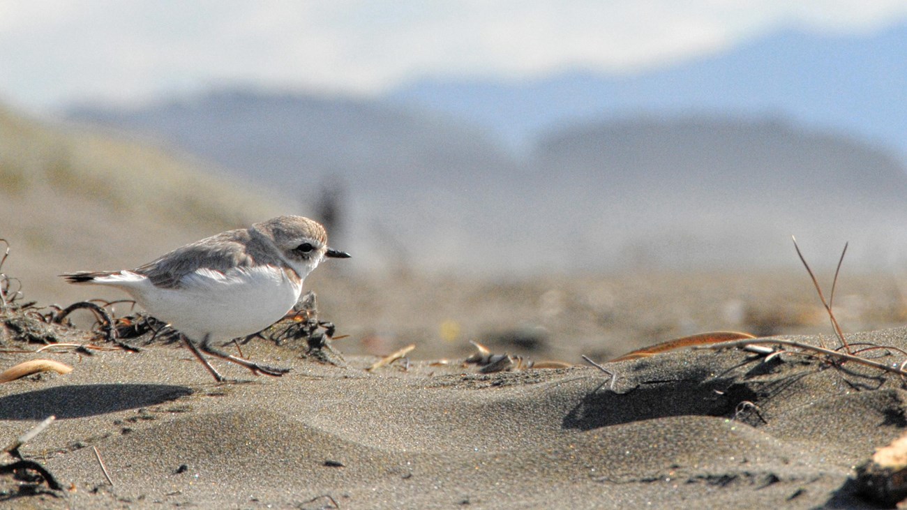 Western snowy plover walking along Ocean Beach, with dunes and hills in the background
