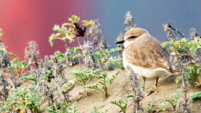 Western snowy plover on a sandy beach