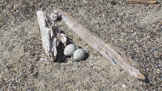 Snowy plover eggs