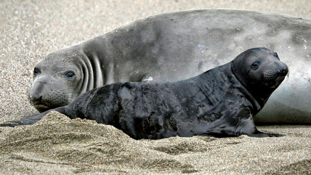 Seals — Science Learning Hub