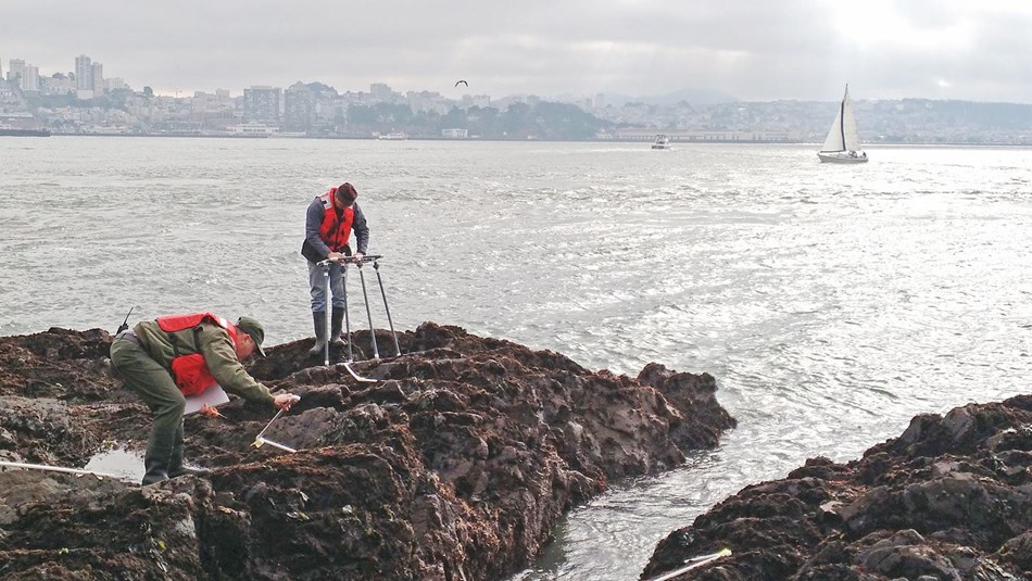 Researchers conducting intertidal monitoring