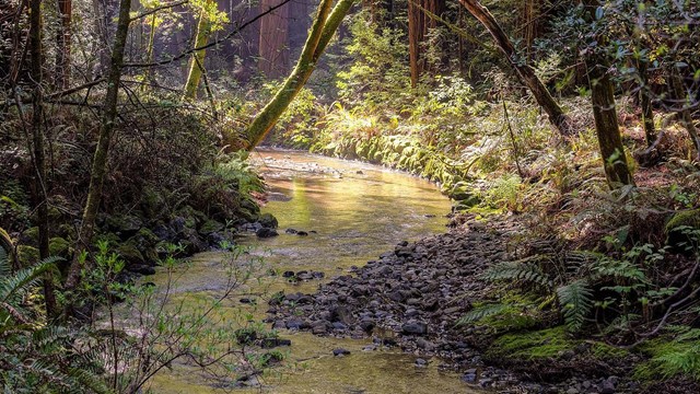 Light through the trees shines on a stream running through a forest.