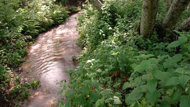 Stream running through a forest.