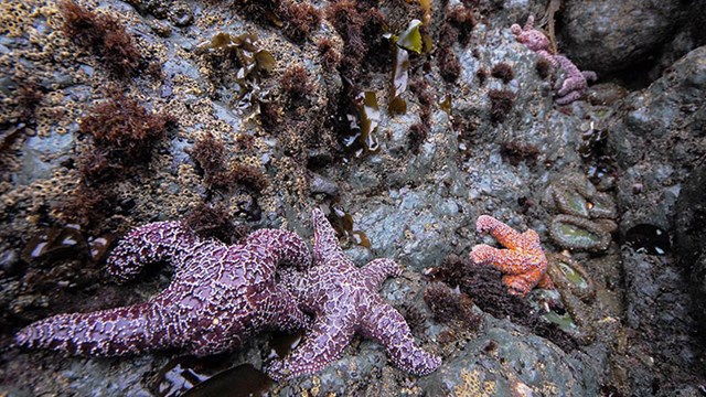 Seastars cling to rocks in the intertidal zone.