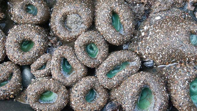 Close up of sea anemones in the intertidal zone.