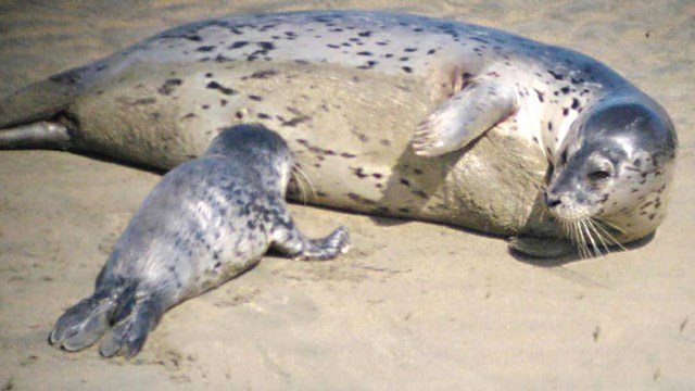 Harbor seal pup nursing. Photo by Judy Bourke.