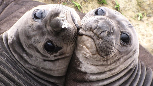 Two weaned elephant seal pups playing