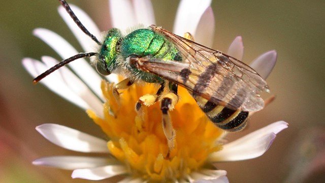 A male metallic green sweat bee.