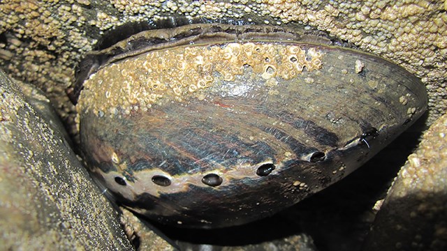 Close up of a black abalone.