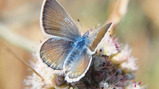 Close up of mission blue butterfly alighting on a plant.