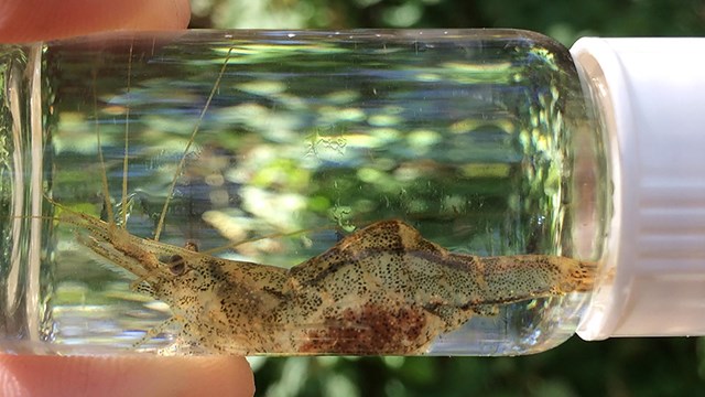 Close up of freshwater shrimp in a glass jar