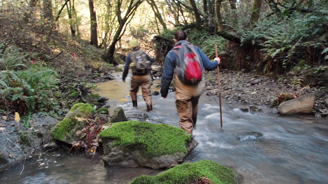 Two people hiking through a creek on a coho spawner survey