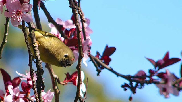 Little yellow bird in tree among cherry blossoms.