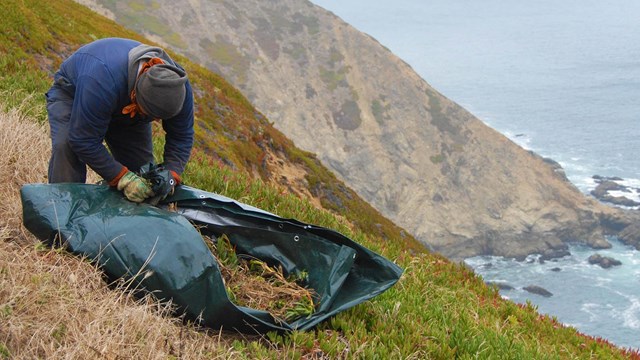 Photo of iceplant (Carpobrotus edulis) removal at Point Reyes headlands.