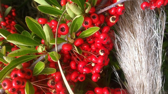 Close up image of Pyracantha at Mori Point.