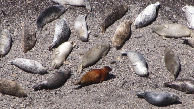 Harbor seals of varying colors laying on a beach