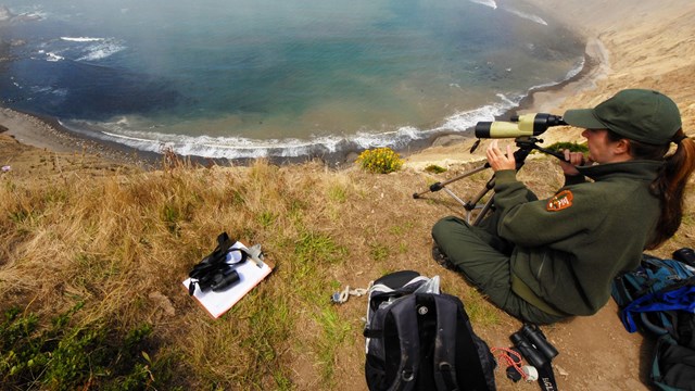 National Park Service biologist looking at harbor seals through a scope
