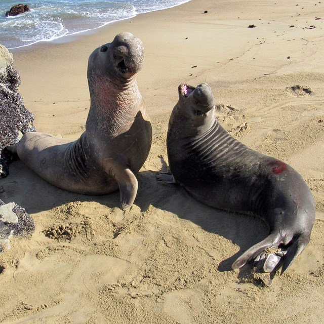 Elephant seal males fighting